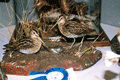 2004-beccaccini